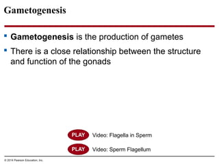 © 2014 Pearson Education, Inc.
Gametogenesis
 Gametogenesis is the production of gametes
 There is a close relationship between the structure
and function of the gonads
Video: Flagella in Sperm
Video: Sperm Flagellum
 