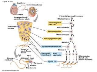 © 2014 Pearson Education, Inc.
Figure 36.10a
Epididymis
Seminiferous tubule
Testis
Cross section of
seminiferous tubule
Sertoli cell
nucleus
Plasma
membrane
Lumen of
seminiferous
tubule
Mitochondria
Nucleus
Acrosome
Midpiece
Tail
Head
Neck
Primordial germ cell in embryo
Spermatogonial
stem cell
Mitotic divisions
Spermatogonium
Mitotic divisions
Mitotic divisions
Primary spermatocyte
Secondary spermatocyte
Spermatids
(two stages)
Early
spermatid
Differentiation
(Sertoli cells
provide nutrients)
Meiosis I
Meiosis II
n n
2n
2n
2n
n n n n
n n n nSperm cell
 