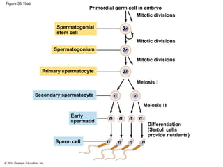 © 2014 Pearson Education, Inc.
Figure 36.10ab
Primordial germ cell in embryo
Spermatogonial
stem cell
Mitotic divisions
Spermatogonium
Mitotic divisions
Mitotic divisions
Primary spermatocyte
Secondary spermatocyte
Early
spermatid
Differentiation
(Sertoli cells
provide nutrients)
Meiosis I
Meiosis II
n n
2n
2n
2n
n n n n
n n n nSperm cell
 