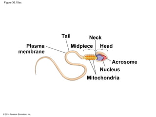 © 2014 Pearson Education, Inc.
Figure 36.10ac
Plasma
membrane
Mitochondria
Nucleus
Acrosome
Midpiece
Tail
Head
Neck
 
