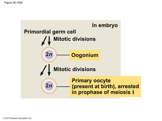 © 2014 Pearson Education, Inc.
Figure 36.10bb
Primordial germ cell
Mitotic divisions
In embryo
Mitotic divisions
Primary oocyte
(present at birth), arrested
in prophase of meiosis I
Oogonium2n
2n
 