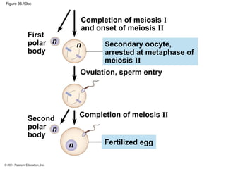 © 2014 Pearson Education, Inc.
Figure 36.10bc
Completion of meiosis I
and onset of meiosis II
Ovulation, sperm entry
First
polar
body
Fertilized egg
Secondary oocyte,
arrested at metaphase of
meiosis II
n
Second
polar
body
Completion of meiosis II
n
n
n
 