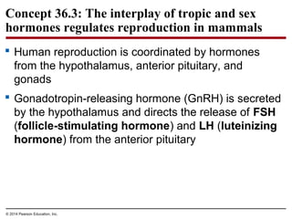 © 2014 Pearson Education, Inc.
Concept 36.3: The interplay of tropic and sex
hormones regulates reproduction in mammals
 Human reproduction is coordinated by hormones
from the hypothalamus, anterior pituitary, and
gonads
 Gonadotropin-releasing hormone (GnRH) is secreted
by the hypothalamus and directs the release of FSH
(follicle-stimulating hormone) and LH (luteinizing
hormone) from the anterior pituitary
 