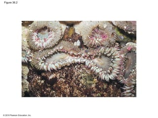 © 2014 Pearson Education, Inc.
Figure 36.2
 