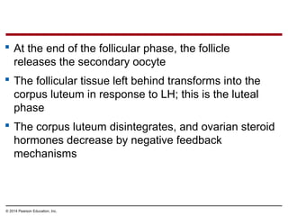 © 2014 Pearson Education, Inc.
 At the end of the follicular phase, the follicle
releases the secondary oocyte
 The follicular tissue left behind transforms into the
corpus luteum in response to LH; this is the luteal
phase
 The corpus luteum disintegrates, and ovarian steroid
hormones decrease by negative feedback
mechanisms
 