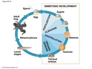 © 2014 Pearson Education, Inc.
Figure 36.14
EMBRYONIC DEVELOPMENT
FERTILIZATION
GASTRULATION
CLEAVAGE
ORGANO-
GENESIS
Metamorphosis
Zygote
Blastula
Gastrula
Tail-bud
embryo
Larval
stages
Adult
frog
Sperm
Egg
 