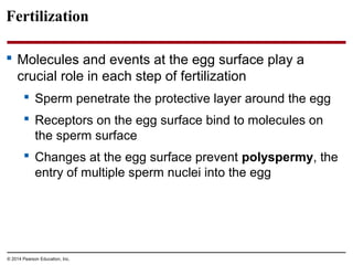 © 2014 Pearson Education, Inc.
Fertilization
 Molecules and events at the egg surface play a
crucial role in each step of fertilization
 Sperm penetrate the protective layer around the egg
 Receptors on the egg surface bind to molecules on
the sperm surface
 Changes at the egg surface prevent polyspermy, the
entry of multiple sperm nuclei into the egg
 