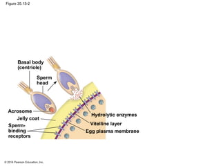 © 2014 Pearson Education, Inc.
Figure 35.15-2
Basal body
(centriole)
Sperm
head
Sperm-
binding
receptors
Acrosome
Jelly coat
Egg plasma membrane
Hydrolytic enzymes
Vitelline layer
 