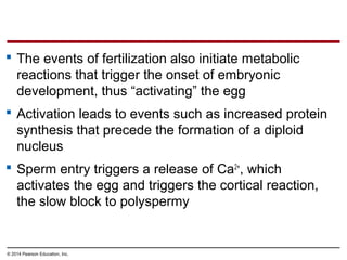 © 2014 Pearson Education, Inc.
 The events of fertilization also initiate metabolic
reactions that trigger the onset of embryonic
development, thus “activating” the egg
 Activation leads to events such as increased protein
synthesis that precede the formation of a diploid
nucleus
 Sperm entry triggers a release of Ca2+
, which
activates the egg and triggers the cortical reaction,
the slow block to polyspermy
 
