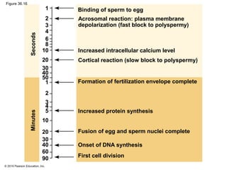 © 2014 Pearson Education, Inc.
Figure 36.16
First cell division
Onset of DNA synthesis
Fusion of egg and sperm nuclei complete
Increased protein synthesis
Formation of fertilization envelope complete
Binding of sperm to egg
Cortical reaction (slow block to polyspermy)
Increased intracellular calcium level
Acrosomal reaction: plasma membrane
depolarization (fast block to polyspermy)
MinutesSeconds
1
2
3
4
6
8
10
20
30
40
50
1
2
3
4
5
10
20
30
40
60
90
 