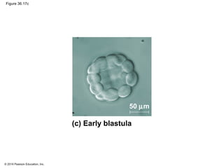 © 2014 Pearson Education, Inc.
Figure 36.17c
50 µm
(c) Early blastula
 