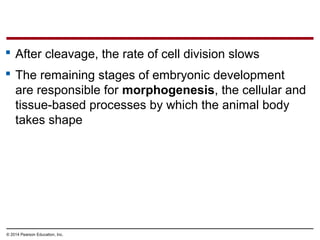 © 2014 Pearson Education, Inc.
 After cleavage, the rate of cell division slows
 The remaining stages of embryonic development
are responsible for morphogenesis, the cellular and
tissue-based processes by which the animal body
takes shape
 