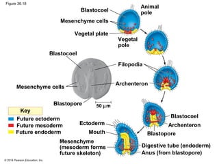 © 2014 Pearson Education, Inc.
Figure 36.18
Mesenchyme cells
Vegetal plate
Blastocoel
Blastocoel
Blastocoel
Blastopore
Blastopore
Mesenchyme cells
Vegetal
pole
Animal
pole
Filopodia
Archenteron
ArchenteronEctoderm
Mouth
50 µm
Digestive tube (endoderm)
Anus (from blastopore)
Future ectoderm
Future endoderm
Future mesoderm
Key
Mesenchyme
(mesoderm forms
future skeleton)
 