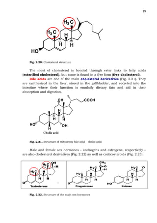 19
H3 C
HO
H3 C
H H
H
Fig. 2.20. Cholesterol structure
The most of cholesterol is bonded through ester links to fatty acids
(esterified cholesterol), but some is found in a free form (free cholesterol).
Bile acids are one of the main cholesterol derivatives (Fig. 2.21). They
are synthesized in the liver, stored in the gallbladder, and secreted into the
intestine where their function is emulsify dietary fats and aid in their
absorption and digestion.
HO
H H
H
H
OH
OH COOH
Cholic acid
Fig. 2.21. Structure of trihydroxy bile acid – cholic acid
Male and female sex hormones - androgens and estrogens, respectively –
are also cholesterol derivatives (Fig. 2.22) as well as corticosteroids (Fig. 2.23).
Fig. 2.22. Structure of the main sex hormones
 