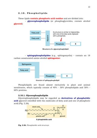 22
2 . 1 0 . P h o s p h o l i p i d s
These lipids contain phosphoric acid residue and are divided into:
- glycerophospholipids (or phosphoglycerides; contain alcohol
glycerol):
X
Its structure is similar to triglycerides,
with one of the fatty acids replaced
with a phosphate.
- sphingophospholipides (e.g., sphingomyelin) – contain an 18
carbon unsaturated amino alcohol sphingosine:
Structure of sphingophospholipid
X
Phospholipids are found almost exclusively in plant and animal
membranes, which typically consist of 40% - 50% phospholipids and 50% -
60% proteins.
2.10.1. Glycerophospholipids
Glycerophospholipids may be regarded as derivatives of phosphatidic
acid (glycerol esterified with two molecules of fatty acid and one of phosphoric
acid) (Fig. 2.26).
R1
R2
A phosphatidic acid
Fig. 2.26. Phosphatidic acid structure
 