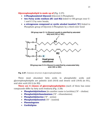 23
Glycerophospholipid is made up of (Fig. 2.27):
• 3-Phosphorylated Glycerol (Glycerol-3-Phosphate)
• two Fatty acids residues (R1 and R2) linked to OH-groups near C-
1 and C-2 by ester bonds;
• a nitrogenous compound or cyclic alcohol inositol ("X") linked to
Phosphate group of Glycerol-3-Phosphate by a third ester bond
OH group near C-1 in Glycerol usually is esterified by saturated
fatty acid (16C or 18C);
OH-group near C-2 in Glycerol is esterified by unsaturated fatty
acid (18C or 20C)
R1
R2
Fig. 2.27. Common structure of glycerophospholipids
Three most abundant fatty acids in phosphatidic acids and
glycerophospholipids are palmitic acid (16:0) and stearic acid (18:0) (in R1),
and oleic acid (18:1) (in R2).
There are 6 classes of glycerophospholipides (each of them has some
compounds differ by fatty acid residues) (Fig. 2.28):
• Phosphatidylcholines (its another name is Lecithin) ("X“ - choline)
• Phosphatidylethanolamines ("X“ - ethanolamine)
• Phosphatidylserine ("X“ - serine)
• Phosphatidylinositol ("X“ - inositol)
• Plasmalogenes
• Cardiolipins
 