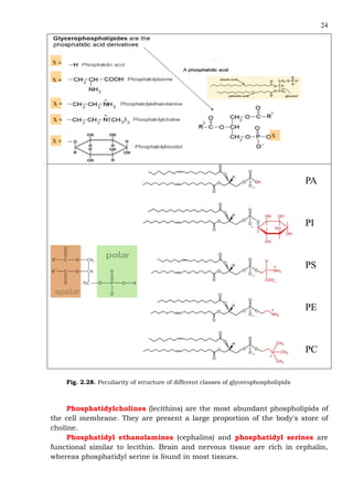 24
X =
X =
X =
X =
X =
X
Fig. 2.28. Peculiarity of structure of different classes of glycerophospholipids
Phosphatidylcholines (lecithins) are the most abundant phospholipids of
the cell membrane. They are present a large proportion of the body's store of
choline.
Phosphatidyl ethanolamines (cephalins) and phosphatidyl serines are
functional similar to lecithin. Brain and nervous tissue are rich in cephalin,
whereas phosphatidyl serine is found in most tissues.
 