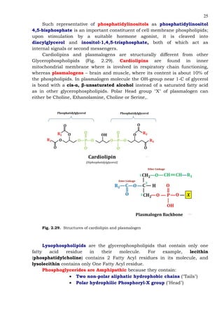 25
Such representative of phosphatidylinositols as phosphatidylinositol
4,5-bisphosphate is an important constituent of cell membrane phospholipids;
upon stimulation by a suitable hormone agonist, it is cleaved into
diacylglycerol and inositol-1,4,5-trisphosphate, both of which act as
internal signals or second messengers.
Cardiolipins and plasmalogens are structurally different from other
Glycerophospholipids (Fig. 2.29). Cardiolipins are found in inner
mitochondrial membrane where is involved in respiratory chain functioning,
whereas plasmalogens – brain and muscle, where its content is about 10% of
the phospholipids. In plasmalogen molecule the OH-group near 1-C of glycerol
is bond with a cis-α, β-unsaturated alcohol instead of a saturated fatty acid
as in other glycerophospholipids. Polar Head group "X" of plasmalogen can
either be Choline, Ethanolamine, Choline or Serine,.
Fig. 2.29. Structures of cardiolipin and plasmalogen
Lysophospholipids are the glycerophospholipids that contain only one
fatty acid residue in their molecule. For example, lecithin
(phosphatidylcholine) contains 2 Fatty Acyl residues in its molecule, and
lysolecithin contains only One Fatty Acyl residue.
Phosphoglycerides are Amphipathic because they contain:
• Two non-polar aliphatic hydrophobic chains ("Tails")
• Polar hydrophilic Phosphoryl-X group ("Head")
 