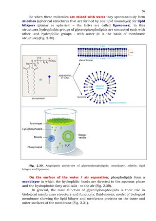 26
So when these molecules are mixed with water they spontaneously form
micelles (spherical structures that are formed by one lipid monolayer) for lipid
bilayers (planar or spherical – the latter are called liposomes); in this
structures hydrophobic groups of glycerophospholipids are contacted each with
other, and hydrophilic groups - with water (it is the basis of membrane
structure) (Fig. 2.30).
Fig. 2.30. Amphipatic properties of glycerophospholipids; monolayer, micelle, lipid
bilayer and liposome
On the surface of the water / air separation, phospholipids form a
monolayer in which the hydrophilic heads are directed to the aqueous phase
and the hydrophobic fatty acid tails - to the air (Fig. 2.30).
In general, the main function of glycerophospholipids is their role in
biological membranes structure and functions: fluid-mosaic model of biological
membrane showing the lipid bilayer and membrane proteins on the inner and
outer surfaces of the membrane (Fig. 2.31).
 