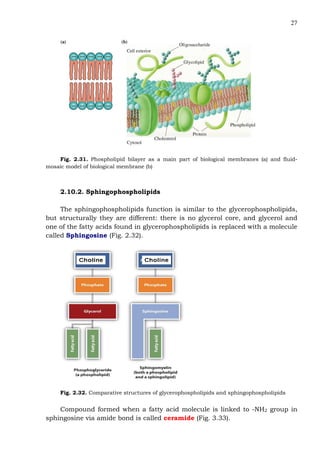 27
Fig. 2.31. Phospholipid bilayer as a main part of biological membranes (a) and fluid-
mosaic model of biological membrane (b)
2.10.2. Sphingophospholipids
The sphingophospholipids function is similar to the glycerophospholipids,
but structurally they are different: there is no glycerol core, and glycerol and
one of the fatty acids found in glycerophospholipids is replaced with a molecule
called Sphingosine (Fig. 2.32).
Fig. 2.32. Comparative structures of glycerophospholipids and sphingophospholipids
Compound formed when a fatty acid molecule is linked to -NH2 group in
sphingosine via amide bond is called ceramide (Fig. 3.33).
 