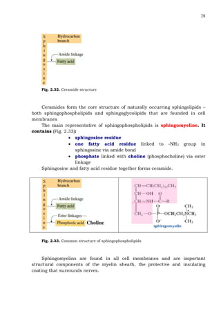 28
Fig. 2.32. Ceramide structure
Ceramides form the core structure of naturally occurring sphingolipids –
both sphingophospholipids and sphingoglycolipids that are founded in cell
membranes
The main representative of sphingophospholipids is sphingomyeline. It
contains (Fig. 2.33):
• sphingosine residue
• one fatty acid residue linked to -NH2 group in
sphingosine via amide bond
• phosphate linked with choline (phosphocholine) via ester
linkage
Sphingosine and fatty acid residue together forms ceramide.
Choline
Fig. 2.33. Common structure of sphingophospholipids
Sphingomyelins are found in all cell membranes and are important
structural components of the myelin sheath, the protective and insulating
coating that surrounds nerves.
 