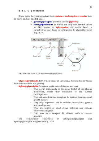 29
2 . 1 1 . G l y c o l i p i d s
These lipids have no phosphate but contain a carbohydrate residue (one
or more) and are divided into:
• glyceroglycolipids (contain alcohol glycerol):
• sphingoglycolipids (in which one fatty acid residue linked
to -NH2 group in sphingosine via amide bond; a
carbohydrate part links to sphingosine by glycosidic bond)
(Fig. 2.34).
Fig. 2.34. Structure of the simplest sphingoglycolipid
Glyceroglycolipids don’t widely occur in the animal tissues (but is typical
fore some bacteria and plants).
Sphingoglycolipids functions in the animal tissues are next:
• They occur particularly in the outer leaflet of the plasma
membrane, where they contribute to cell surface
carbohydrates.
• They act as cell surface receptors for various hormones and
growth factors
• They play important role in cellular interactions, growth
and development
• They are source of blood group antigens and various
embryonic antigens
• GM1 acts as a receptor for cholera toxin in human
intestine
The comparative structures of sphingophospholipids and
sphingoglycolipids are given on Fig. 2.35.
 