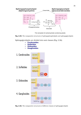 30
Fig. 2.35. The comparative structures of sphingophospholipids and sphingoglycolipids
Sphingoglycolipids are divided into next classes (Fig, 2.36):
• Cerebrosides
• Sulfatides
• Globosides
• Gangliosides
Fig. 2.36. The comparative structures of different classes of sphingoglycolipids
 
