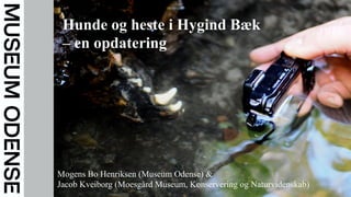 Add a subtitle here
PRÆSENTATION
TITLE IS WRITTEN HERE
Mogens Bo Henriksen (Museum Odense) &
Jacob Kveiborg (Moesgård Museum, Konservering og Naturvidenskab)
Hunde og heste i Hygind Bæk
– en opdatering
 