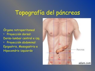 Topografía del páncreas
Órgano retroperitoneal
• Proyección dorsal:
Dorso-lumbar central e izq.
• Proyección abdominal:
Epigastrio, Mesogastrio e
Hipocondrio izquierdo.
EG
HD HI
FD
FID HG FII
FI
MG
 