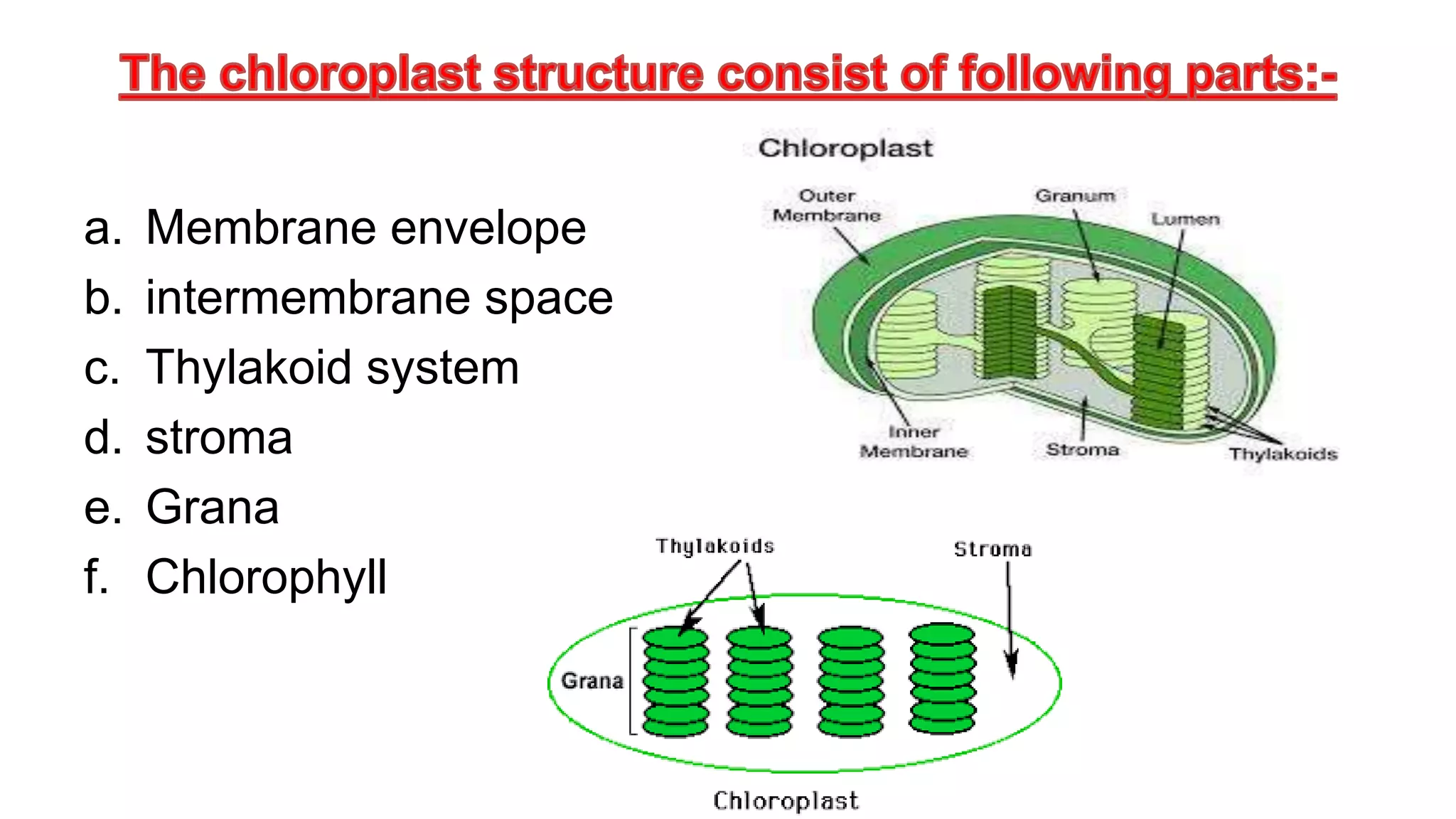 a. Membrane envelope
b. intermembrane space
c. Thylakoid system
d. stroma
e. Grana
f. Chlorophyll
 