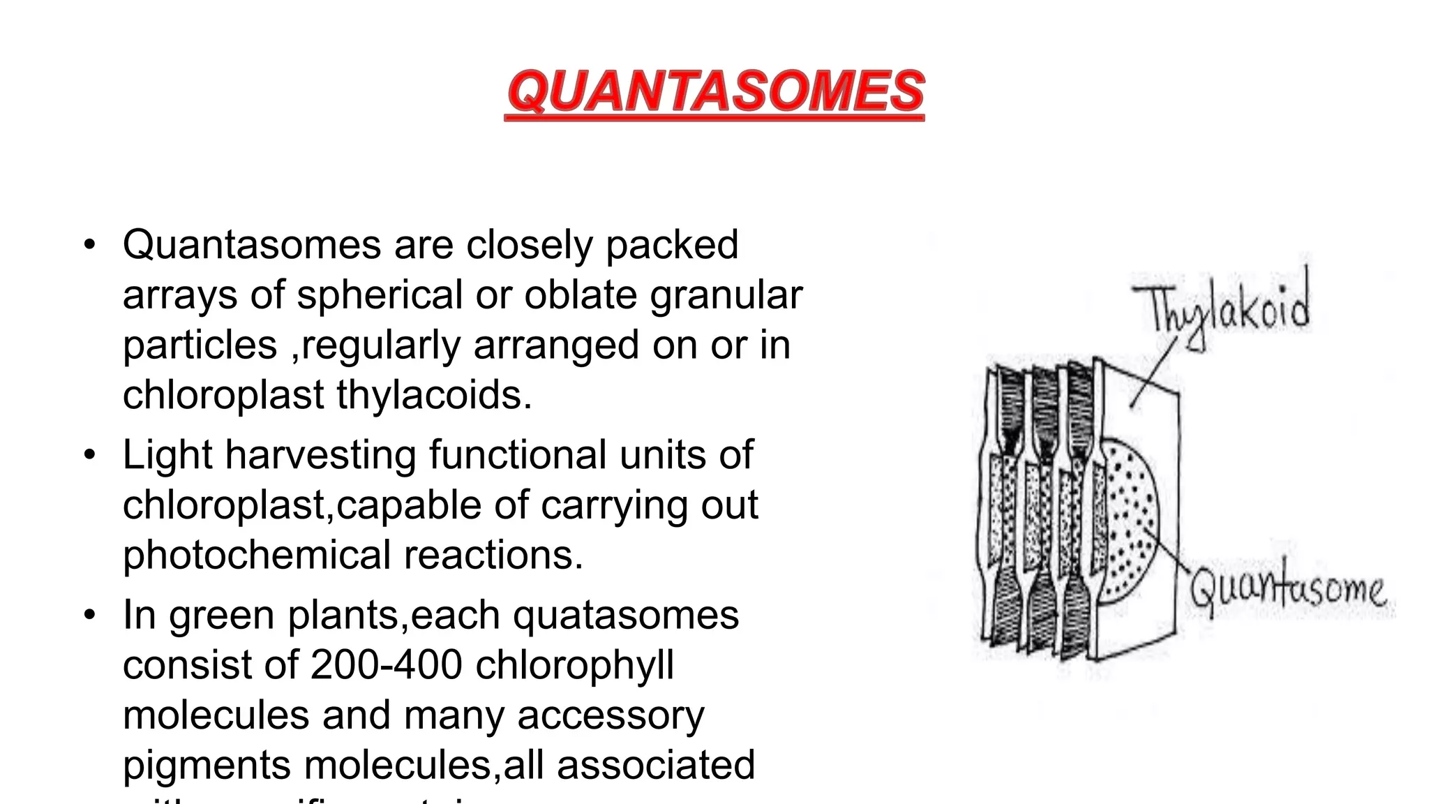 • Quantasomes are closely packed
arrays of spherical or oblate granular
particles ,regularly arranged on or in
chloroplast thylacoids.
• Light harvesting functional units of
chloroplast,capable of carrying out
photochemical reactions.
• In green plants,each quatasomes
consist of 200-400 chlorophyll
molecules and many accessory
pigments molecules,all associated
 