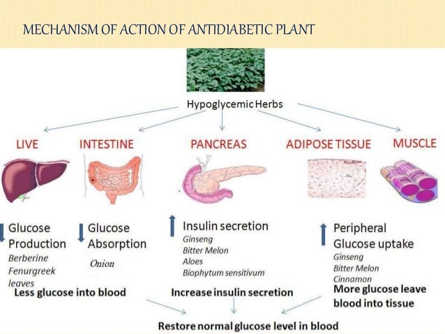 Mechanism Of Action Of Insulin On Cinnamon 3.cGMP Pathway & Tyrosine
