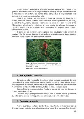 13
Pontes (2001), avaliando o efeito da palhada gerada pelo consórcio de
girassol (Helianthus annuus) e sorgo (Sorghum bicolor), obteve produtividade de
tomate rasteiro em sistema de plantio direto comparável à proporcionada pelo
sistema de preparo convencional do solo.
Silva et al. (2009), ao estudarem o efeito de plantas de cobertura no
plantio direto de tomate rasteiro, concluíram que milheto (Pannisetum glaucum)
e crotalária (C. juncea), isolados ou consorciados entre si ou com mucuna-preta
(Stizolobium aterrimum), reduziram a emergência de plantas invasoras e
também proporcionaram produtividade comparável ao sistema com preparo
convencional do solo.
O consórcio do tomateiro com espécies para adubação verde também é
possível (Fig. 6), apesar do risco de elevação da umidade relativa do ar próximo
às folhas, o que favorece a ocorrência de doenças.
Figura 6. Tomate rasteiro cv. Viradoro consorciado com
girassol (H. annuus) para adubação verde. Sítio Refazenda,
Araruama, RJ, 2004.
Foto: Marco Antonio de Almeida Leal
8. Rotação de culturas
Consiste na não realização de dois ou mais cultivos sucessivos de uma
mesma espécie ou de espécies da mesma família botânica. Logo, não se devem
realizar plantios sucessivos de tomate ou de espécies da mesma família em uma
mesma área, como pimentão, pimenta, batata-inglesa, berinjela e jiló.
Essa prática tem como principal função a quebra do ciclo de doenças e
pragas na área de cultivo.
Uma boa opção para plantio em rotação com o tomate são as gramíneas
ou estas consorciadas com leguminosas utilizadas para adubação verde.
9. Cobertura morta
Mesmo quando se realiza o plantio direto na palhada, pode-se levar para a
área de cultivo material vegetal desidratado e espalhá-lo na superfície do solo.
 