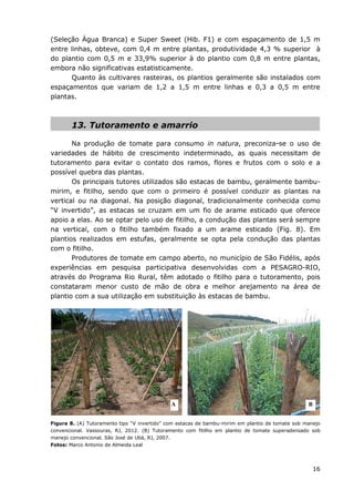 16
(Seleção Água Branca) e Super Sweet (Hib. F1) e com espaçamento de 1,5 m
entre linhas, obteve, com 0,4 m entre plantas, produtividade 4,3 % superior à
do plantio com 0,5 m e 33,9% superior à do plantio com 0,8 m entre plantas,
embora não significativas estatisticamente.
Quanto às cultivares rasteiras, os plantios geralmente são instalados com
espaçamentos que variam de 1,2 a 1,5 m entre linhas e 0,3 a 0,5 m entre
plantas.
13. Tutoramento e amarrio
Na produção de tomate para consumo in natura, preconiza-se o uso de
variedades de hábito de crescimento indeterminado, as quais necessitam de
tutoramento para evitar o contato dos ramos, flores e frutos com o solo e a
possível quebra das plantas.
Os principais tutores utilizados são estacas de bambu, geralmente bambu-
mirim, e fitilho, sendo que com o primeiro é possível conduzir as plantas na
vertical ou na diagonal. Na posição diagonal, tradicionalmente conhecida como
“V invertido”, as estacas se cruzam em um fio de arame esticado que oferece
apoio a elas. Ao se optar pelo uso de fitilho, a condução das plantas será sempre
na vertical, com o fitilho também fixado a um arame esticado (Fig. 8). Em
plantios realizados em estufas, geralmente se opta pela condução das plantas
com o fitilho.
Produtores de tomate em campo aberto, no município de São Fidélis, após
experiências em pesquisa participativa desenvolvidas com a PESAGRO-RIO,
através do Programa Rio Rural, têm adotado o fitilho para o tutoramento, pois
constataram menor custo de mão de obra e melhor arejamento na área de
plantio com a sua utilização em substituição às estacas de bambu.
Figura 8. (A) Tutoramento tipo “V invertido” com estacas de bambu-mirim em plantio de tomate sob manejo
convencional. Vassouras, RJ, 2012. (B) Tutoramento com fitilho em plantio de tomate superadensado sob
manejo convencional. São José de Ubá, RJ, 2007.
Fotos: Marco Antonio de Almeida Leal
A B
 