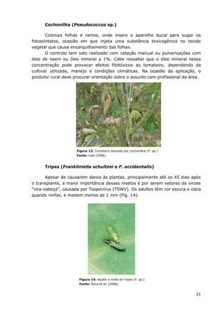 21
Cochonilha (Pseudococcus sp.)
Coloniza folhas e ramos, onde insere o aparelho bucal para sugar os
fotossintatos, ocasião em que injeta uma substância toxicogênica no tecido
vegetal que causa encarquilhamento das folhas.
O controle tem sido realizado com catação manual ou pulverizações com
óleo de neem ou óleo mineral a 1%. Cabe ressaltar que o óleo mineral nessa
concentração pode provocar efeitos fitotóxicos ao tomateiro, dependendo da
cultivar utilizada, manejo e condições climáticas. Na ocasião da aplicação, o
produtor rural deve procurar orientação sobre o assunto com profissional da área.
Figura 13. Tomateiro atacado por cochonilha (P. sp.)
Fonte: Leal (2006)
Tripes (Frankliniella schultzei e F. occidentalis)
Apesar de causarem danos às plantas, principalmente até os 45 dias após
o transplante, a maior importância desses insetos é por serem vetores da virose
“vira-cabeça”, causada por Tospovírus (TSWV). Os adultos têm cor escura e clara
quando ninfas, e medem menos de 1 mm (Fig. 14).
Figura 14. Adulto e ninfa de tripes (F. sp.)
Fonte: Silva et al. (2006).
 