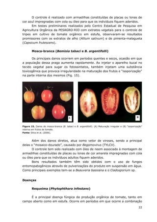 22
O controle é realizado com armadilhas constituídas de placas ou lonas de
cor azul impregnadas com cola ou óleo para que os indivíduos fiquem aderidos.
Em testes preliminares realizados pelo Centro Estadual de Pesquisa em
Agricultura Orgânica da PESAGRO-RIO com extratos vegetais para o controle de
tripes em cultivo de tomate orgânico em estufa, observaram-se resultados
promissores com os extratos de alho (Allium sativum) e de pimenta-malagueta
(Capsicum frutescens).
Mosca-branca (Bemisia tabaci e B. argentifolli)
Os principais danos ocorrem em períodos quentes e secos, ocasião em que
a população dessa praga aumenta rapidamente. Ao injetar o aparelho bucal no
tecido vegetal para sugar os fotossintatos, também injetam uma substância
toxicogênica que provoca irregularidade na maturação dos frutos e “isoporização”
na parte interna dos mesmos (Fig. 15).
Figura 15. Danos de mosca-branca (B. tabaci e B. argentifolli). (A) Maturação irregular e (B) “isoporização”
interna em frutos de tomate.
Fonte: Silva et al. (2006).
Além dos danos diretos, atua como vetor de viroses, sendo a principal
delas o “mosaico-dourado”, causado por Begomovirus (TYLCV).
O controle tem sido realizado com óleo de neem associado à montagem de
armadilhas constituídas de placas ou lonas de cor amarela impregnadas com cola
ou óleo para que os indivíduos adultos fiquem aderidos.
Bons resultados também têm sido obtidos com o uso de fungos
entomopatogênicos através de pulverizações do produto em suspensão em água.
Como principais exemplos tem-se a Beauveria bassiana e o Cladosporium sp.
Doenças
Requeima (Phytophthora infestans)
É a principal doença fúngica da produção orgânica de tomate, tanto em
campo aberto como em estufa. Ocorre em períodos em que ocorre a combinação
A B
 