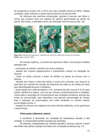 23
de temperatura amena (18 a 22ºC) com alta umidade (acima de 90%). Nestas
condições, pode ocasionar a perda total da lavoura em poucos dias.
Os sintomas são manchas encharcadas, grandes e escuras nas folhas e
ramos que evoluem para um aspecto de queima generalizada de partes da
planta. Nos frutos, a podridão é dura, de coloração marrom-escura (Fig. 16).
Figura 16. Sintomas de requeima (P. infestans) em ramos (A), folhas (B) e frutos (C) de tomate.
Fonte: Lopes; Santos (1994).
No manejo orgânico, o controle da requeima é difícil. As principais medidas
adotadas são:
- construção de estufas e plantios em locais arejados;
- adoção dos maiores espaçamentos e tutoramento vertical na instalação da
lavoura;
- iniciar os tratos culturais a partir de talhões ou partes da lavoura sem a
doença;
- retirada dos frutos e corte das folhas e ramos com sintomas com tesoura (a
qual deve ser mantida em solução de hipoclorito de sódio ou de sulfato de cobre
para desinfestação durante o trabalho);
- pulverização com calda bordalesa a 1%, acrescida de óleo mineral a 0,1% para
melhor aderência à planta, uma vez por semana, preferencialmente e imediata-
mente após a realização de monitoramento das condições climáticas, através dos
meios de comunicação, para identificar uma possível aproximação de frentes
frias e antecipar as pulverizações com calda bordalesa ou mesmo realizar
pulverizações extras; e
- rotação de culturas com espécies de outras famílias botânicas, como gramíneas
e leguminosas.
Pinta-preta (Altenaria solani)
A ocorrência é favorecida em condições de temperatura elevada e alta
umidade, e a transmissão também acontece por sementes.
Os sintomas, caracterizados por manchas grandes e escuras, ocorrem a partir
das folhas mais velhas e atingem as hastes com a evolução da doença (Fig. 17).
A B C
 