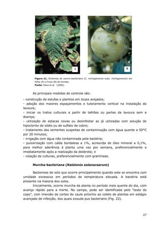 27
Figura 21. Sintomas de cancro-bacteriano (C. michiganensis subs. michiganensis) em
folha (A) e fruto (B) de tomate.
Fonte: Silva et al. (2006).
As principais medidas de controle são:
- construção de estufas e plantios em locais arejados;
- adoção dos maiores espaçamentos e tutoramento vertical na instalação da
lavoura;
- iniciar os tratos culturais a partir de talhões ou partes da lavoura sem a
doença;
- utilização de estacas novas ou desinfestar as já utilizadas com solução de
hipoclorito de sódio ou de sulfato de cobre;
- tratamento das sementes suspeitas de contaminação com água quente a 50°C
por 20 minutos;
- irrigação com água não contaminada pela bactéria;
- pulverização com calda bordalesa a 1%, acrescida de óleo mineral a 0,1%,
para melhor aderência à planta uma vez por semana, preferencialmente e
imediatamente após a realização da desbrota; e
- rotação de culturas, preferencialmente com gramíneas.
Murcha-bacteriana (Ralstonia solanacearum)
Bacteriose de solo que ocorre principalmente quando este se encontra com
umidade excessiva em períodos de temperatura elevada. A bactéria está
presente na maioria dos solos.
Inicialmente, ocorre murcha da planta no período mais quente do dia, com
avanço rápido para a morte. No campo, pode ser identificada pelo “teste do
copo”, com imersão de cortes do caule próximo ao coleto de plantas em estágio
avançado de infecção, dos quais exsuda pus bacteriano (Fig. 22).
A B
 