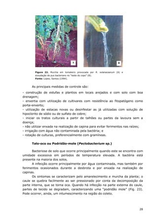 28
Figura 22. Murcha em tomateiro provocada por R. solanacearum (A) e
exsudação de pus bacteriano no “teste do copo” (B).
Fonte: Lopes; Santos (1994).
As principais medidas de controle são:
- construção de estufas e plantios em locais arejados e com solo com boa
drenagem;
- enxertia com utilização de cultivares com resistência ao fitopatógeno como
porta-enxerto;
- utilização de estacas novas ou desinfestar as já utilizadas com solução de
hipoclorito de sódio ou de sulfato de cobre;
- iniciar os tratos culturais a partir de talhões ou partes da lavoura sem a
doença;
- não utilizar enxada na realização de capina para evitar ferimentos nas raízes;
- irrigação com água não contaminada pela bactéria; e
- rotação de culturas, preferencialmente com gramíneas.
Talo-oco ou Podridão-mole (Pectobacterium sp.)
Bacteriose de solo que ocorre principalmente quando este se encontra com
umidade excessiva em períodos de temperatura elevada. A bactéria está
presente na maioria dos solos.
A infecção ocorre principalmente por água contaminada, mas também por
ferimentos ocasionados durante a desbrota e por enxada na realização de
capinas.
Os sintomas se caracterizam pelo amarelecimento e murcha da planta; o
caule se quebra facilmente ao ser pressionado por conta da decomposição da
parte interna, que se torna oca. Quando há infecção na parte externa do caule,
partes de tecido se degradam, caracterizando uma “podridão mole” (Fig. 23).
Pode ocorrer, ainda, um intumescimento na região do coleto.
A B
 