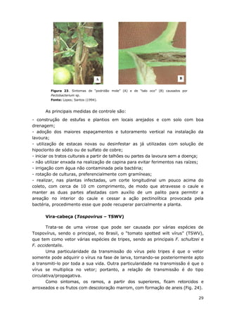 29
Figura 23. Sintomas de “podridão mole” (A) e de “talo oco” (B) causados por
Pectobacterium sp.
Fonte: Lopes; Santos (1994).
As principais medidas de controle são:
- construção de estufas e plantios em locais arejados e com solo com boa
drenagem;
- adoção dos maiores espaçamentos e tutoramento vertical na instalação da
lavoura;
- utilização de estacas novas ou desinfestar as já utilizadas com solução de
hipoclorito de sódio ou de sulfato de cobre;
- iniciar os tratos culturais a partir de talhões ou partes da lavoura sem a doença;
- não utilizar enxada na realização de capina para evitar ferimentos nas raízes;
- irrigação com água não contaminada pela bactéria;
- rotação de culturas, preferencialmente com gramíneas;
- realizar, nas plantas infectadas, um corte longitudinal um pouco acima do
coleto, com cerca de 10 cm comprimento, de modo que atravesse o caule e
manter as duas partes afastadas com auxílio de um palito para permitir a
areação no interior do caule e cessar a ação pectinolítica provocada pela
bactéria, procedimento esse que pode recuperar parcialmente a planta.
Vira-cabeça (Tospovirus – TSWV)
Trata-se de uma virose que pode ser causada por várias espécies de
Tospovírus, sendo o principal, no Brasil, o “tomato spotted wilt vírus” (TSWV),
que tem como vetor várias espécies de tripes, sendo as principais F. schultzei e
F. occidentalis.
Uma particularidade da transmissão do vírus pelo tripes é que o vetor
somente pode adquirir o vírus na fase de larva, tornando-se posteriormente apto
a transmiti-lo por toda a sua vida. Outra particularidade na transmissão é que o
vírus se multiplica no vetor; portanto, a relação de transmissão é do tipo
circulativa/propagativa.
Como sintomas, os ramos, a partir dos superiores, ficam retorcidos e
arroxeados e os frutos com descoloração marrom, com formação de aneis (Fig. 24).
A B
 