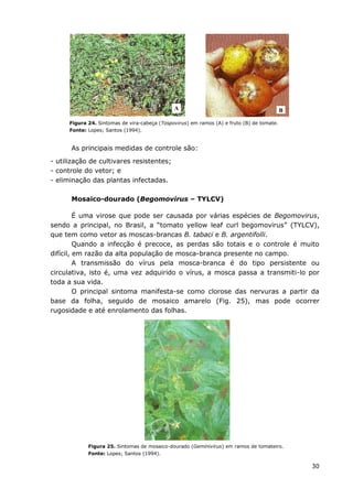 30
Figura 24. Sintomas de vira-cabeça (Tospovirus) em ramos (A) e fruto (B) de tomate.
Fonte: Lopes; Santos (1994).
As principais medidas de controle são:
- utilização de cultivares resistentes;
- controle do vetor; e
- eliminação das plantas infectadas.
Mosaico-dourado (Begomovirus – TYLCV)
É uma virose que pode ser causada por várias espécies de Begomovirus,
sendo a principal, no Brasil, a “tomato yellow leaf curl begomovirus” (TYLCV),
que tem como vetor as moscas-brancas B. tabaci e B. argentifolli.
Quando a infecção é precoce, as perdas são totais e o controle é muito
difícil, em razão da alta população de mosca-branca presente no campo.
A transmissão do vírus pela mosca-branca é do tipo persistente ou
circulativa, isto é, uma vez adquirido o vírus, a mosca passa a transmiti-lo por
toda a sua vida.
O principal sintoma manifesta-se como clorose das nervuras a partir da
base da folha, seguido de mosaico amarelo (Fig. 25), mas pode ocorrer
rugosidade e até enrolamento das folhas.
Figura 25. Sintomas de mosaico-dourado (Geminivirus) em ramos de tomateiro.
Fonte: Lopes; Santos (1994).
A B
 