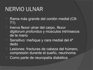 NERVIO ULNAR
 Rama más grande del cordón medial (C8-
T1)
 Inerva flexor ulnar del carpo, flexor
digitorum profundus y músculos intrínsecos
de la mano
 Sensitivo: meñique y cara medial del 4º
dedo
 Lesiones: fracturas de cabeza del húmero,
compresión durante el sueño, neurinoma
 Como parte de neuropatía diabética
 