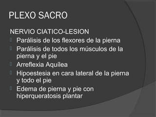 PLEXO SACRO
NERVIO CIATICO-LESION
 Parálisis de los flexores de la pierna
 Parálisis de todos los músculos de la
pierna y el pie
 Arreflexia Aquílea
 Hipoestesia en cara lateral de la pierna
y todo el pie
 Edema de pierna y pie con
hiperqueratosis plantar
 