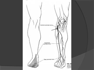 37.motoneurona superior e_inferior