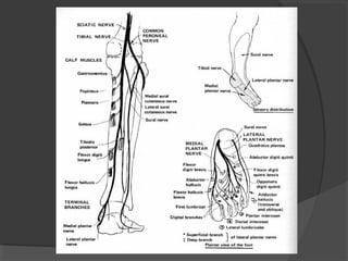 37.motoneurona superior e_inferior