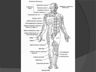 37.motoneurona superior e_inferior