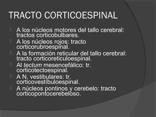 TRACTO CORTICOESPINAL
 A los núcleos motores del tallo cerebral:
tractos corticobulbares.
 A los núcleos rojos: tracto
corticorubroespinal.
 A la formación reticular del tallo cerebral:
tracto corticoreticuloespinal.
 Al tectum mesencefálico: tr.
corticotectoespinal.
 A N. vestibulares: tr.
corticovestíbuloespinal.
 A núcleos pontinos y cerebelo: tracto
corticopontocerebeloso.
 