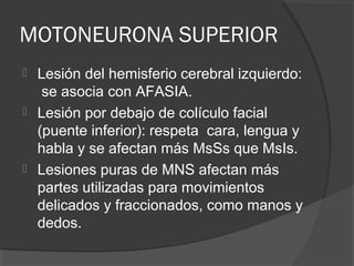 MOTONEURONA SUPERIOR
 Lesión del hemisferio cerebral izquierdo:
se asocia con AFASIA.
 Lesión por debajo de colículo facial
(puente inferior): respeta cara, lengua y
habla y se afectan más MsSs que MsIs.
 Lesiones puras de MNS afectan más
partes utilizadas para movimientos
delicados y fraccionados, como manos y
dedos.
 