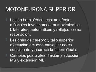 MOTONEURONA SUPERIOR
 Lesión hemisférica: casi no afecta
músculos involucrados en movimientos
bilaterales, automáticos y reflejos, como
respiración.
 Lesiones de cerebro y tallo superior:
afectación del tono muscular no es
consistente y aparece la hiperreflexia.
 Cambios posturales: flexión y aducción
MS y extensión MI.
 