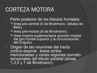 CORTEZA MOTORA
 Parte posterior de los lóbulos frontales:
Area pre-central (4 de Brodmann, células de
Betz).
Area pre-motora (6 de Brodmann).
Area motora suplementaria (porción medial
del giro frontal superior y la circunvolución
del cíngulo).
 Origen de las neuronas del tracto
cortico-espinal: áreas arriba
mencionadas y varias regiones somato-
sensoriales del lóbulo parietal (áreas
1,3,5 y 7 de Brodmann).
 